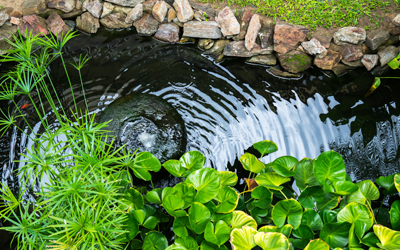 Water Pond